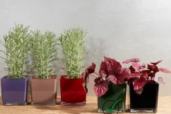 Geburtstag|Orchideentopf & Stäbe^Glaswaren sonstige Blumenübertopf Glaswürfel Tischdekoration H 14cm