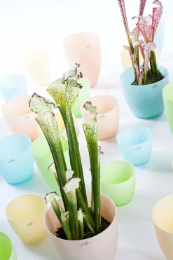 Blumentopf^Cristalica Blumentopf Silk Vanille