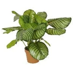 Kunstblumen^Cristalica Calathea rotundifolia (Korbmaranthe) Kunstpflanze