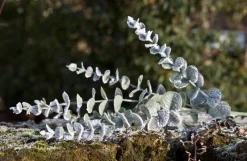 Kunstblumen^Dekorationswaren Kunstblume Eucalyptuszweig 72,5cm